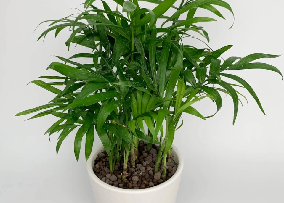 廁所 植物 推薦 廁所 植物 推薦