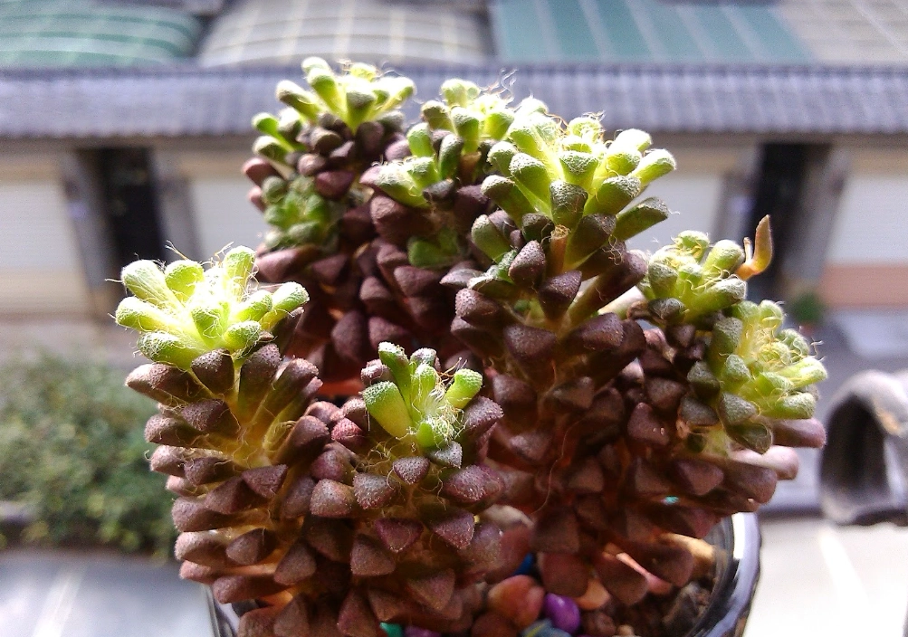 櫻吹雪養護技巧 櫻吹雪養護技巧