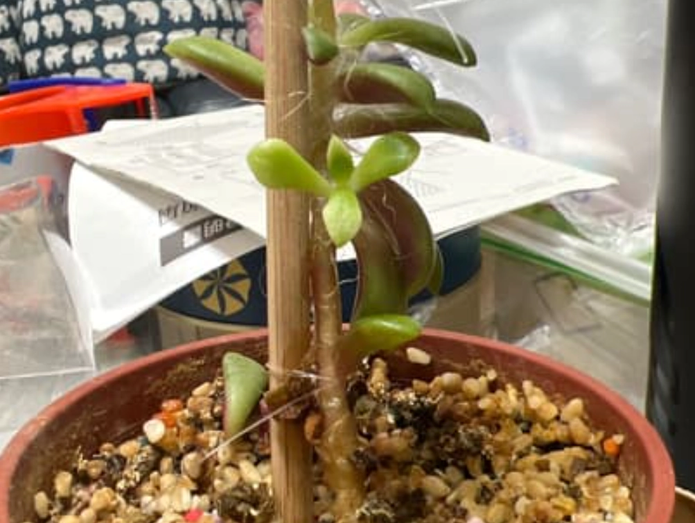 櫻吹雪養護技巧 櫻吹雪養護技巧