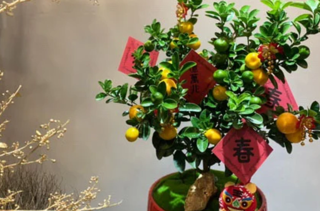 金桔盆栽問題解決 金桔盆栽問題解決