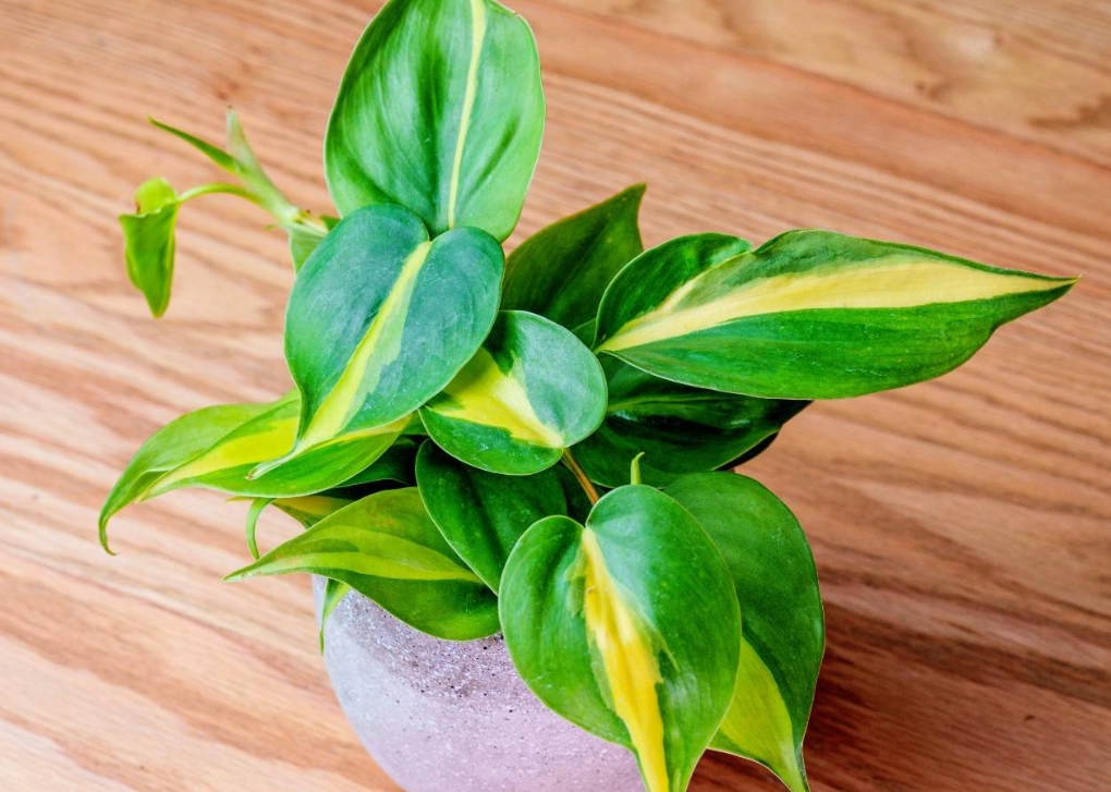 低光照植物 低光照植物