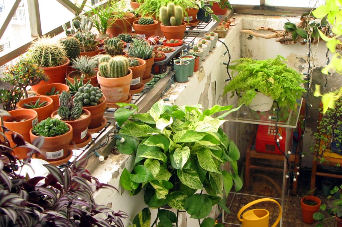 陽台植物推薦 陽台植物推薦