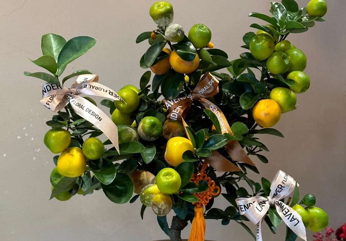 金桔盆栽風水 金桔盆栽風水