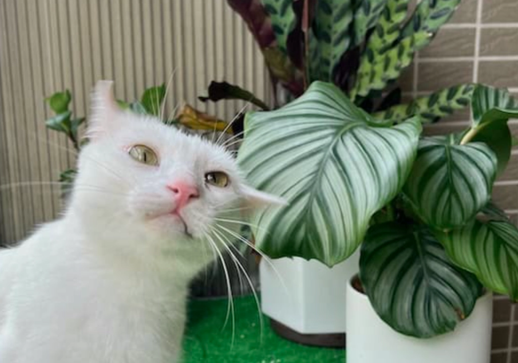 貓咪安全植物 貓咪安全植物