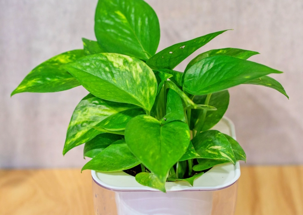 室內植物貓 室內植物貓