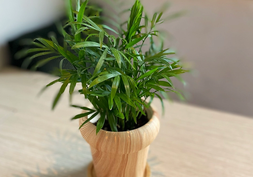 袖珍椰子 照顧 袖珍椰子 照顧