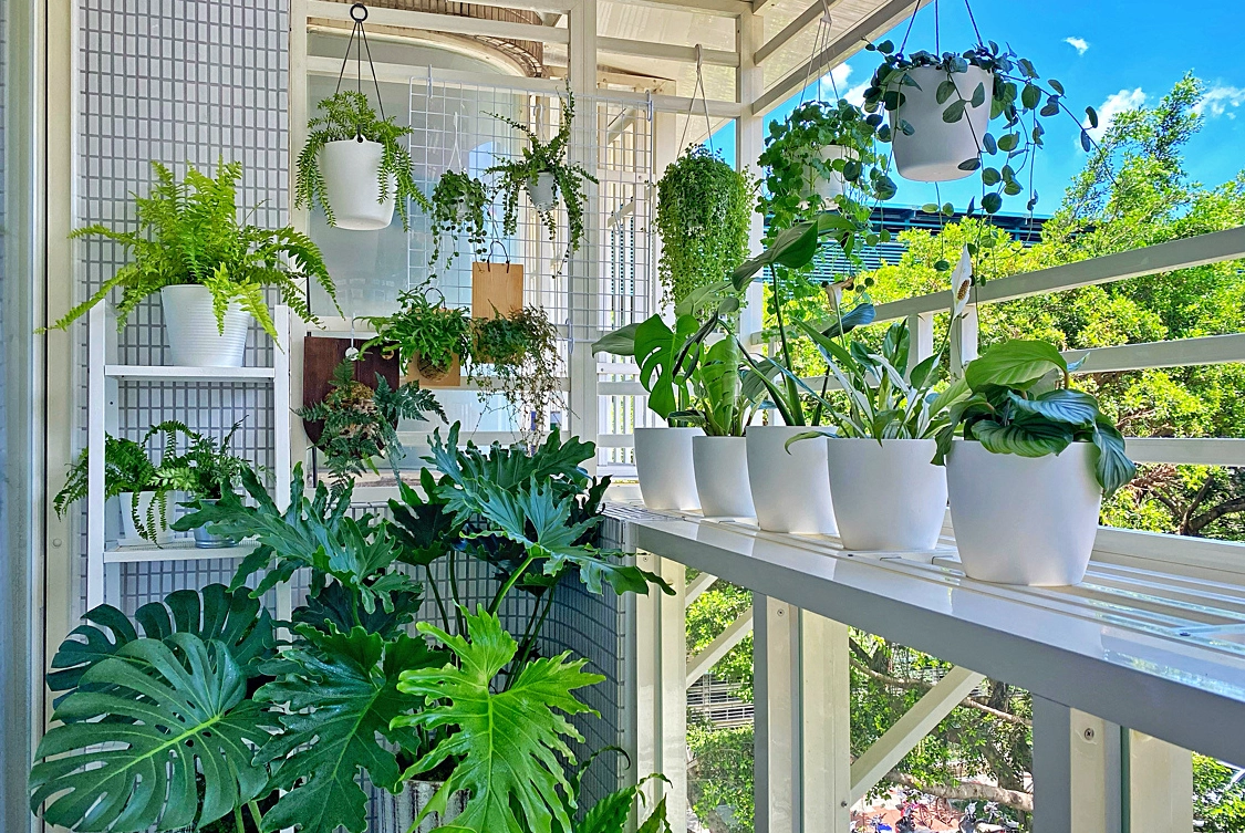 室內植物照顧 室內植物照顧