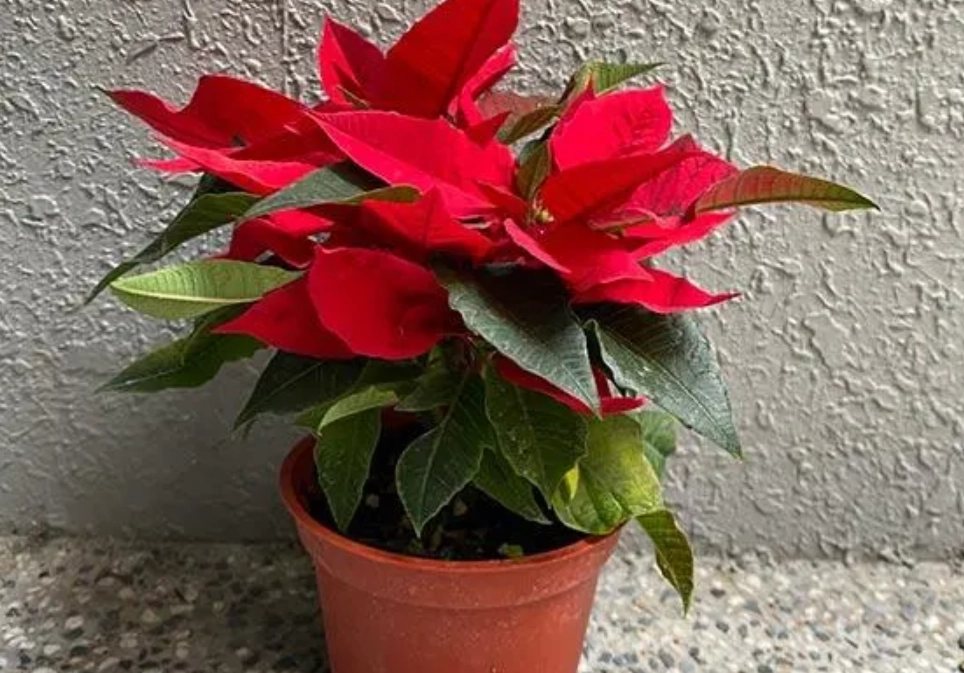 貓有毒植物 貓有毒植物