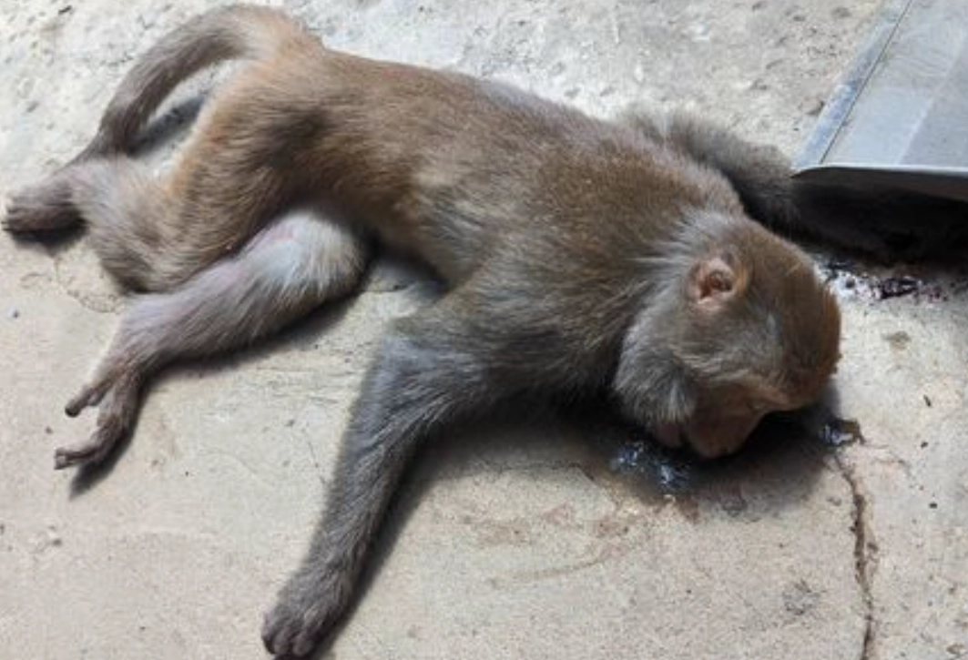 心理暗示 心理暗示