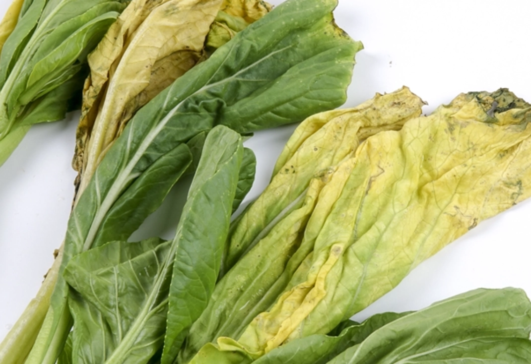 青菜變黃原因 青菜變黃原因