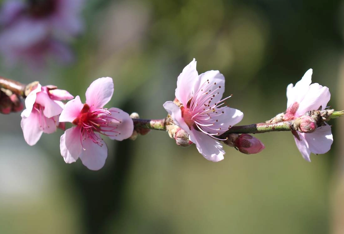 桃花對貓有害 桃花對貓有害