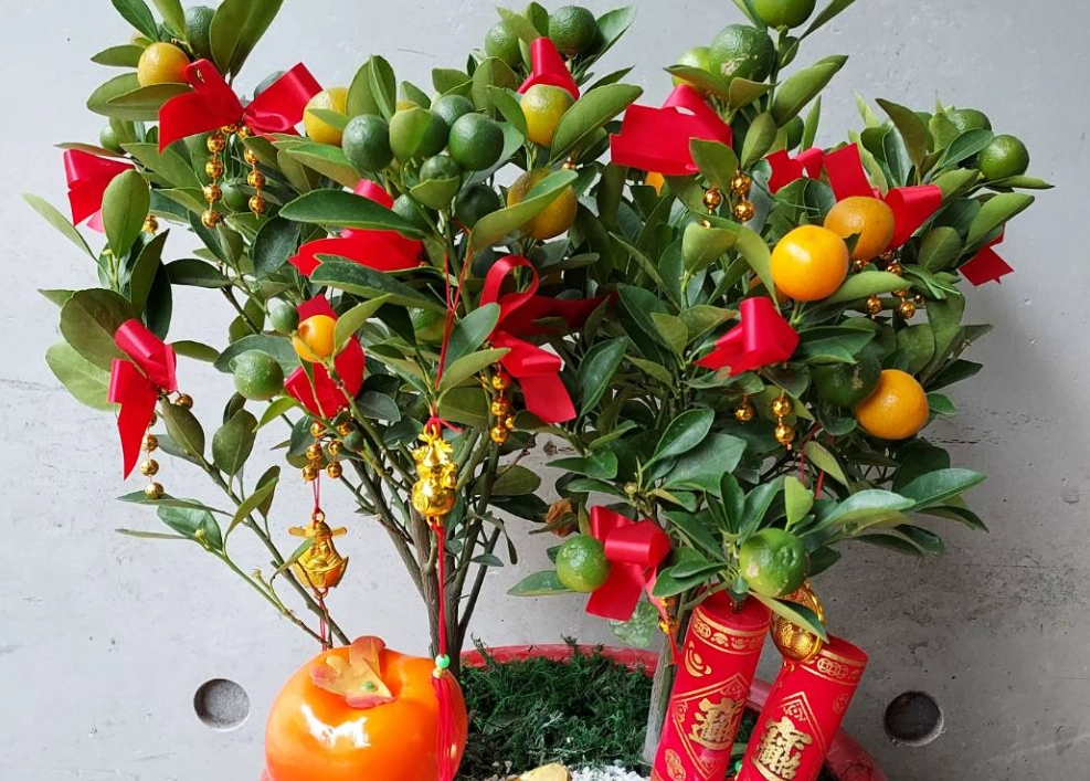 金桔盆栽問題解決 金桔盆栽問題解決