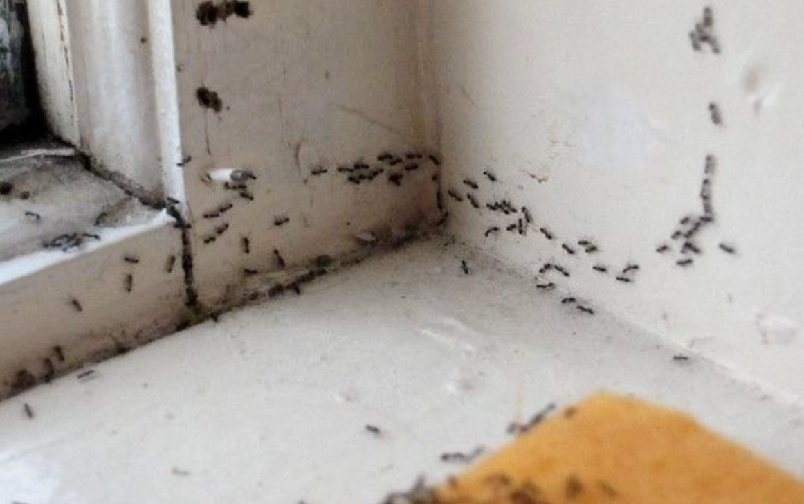 夢見螞蟻成群 夢見螞蟻成群