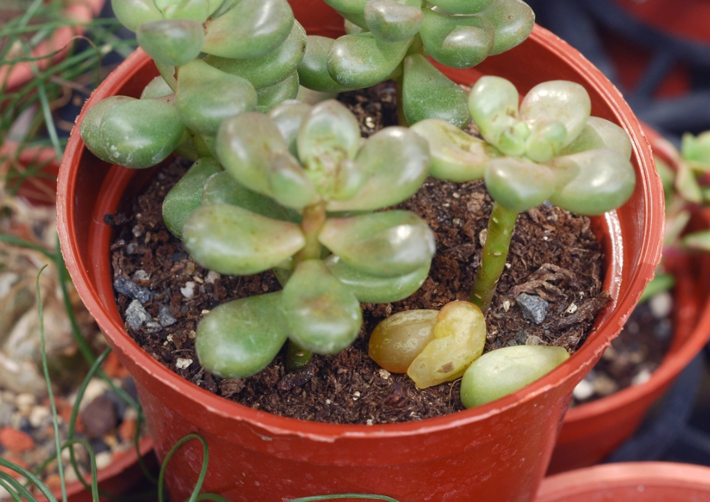 多肉植物急救 多肉植物急救