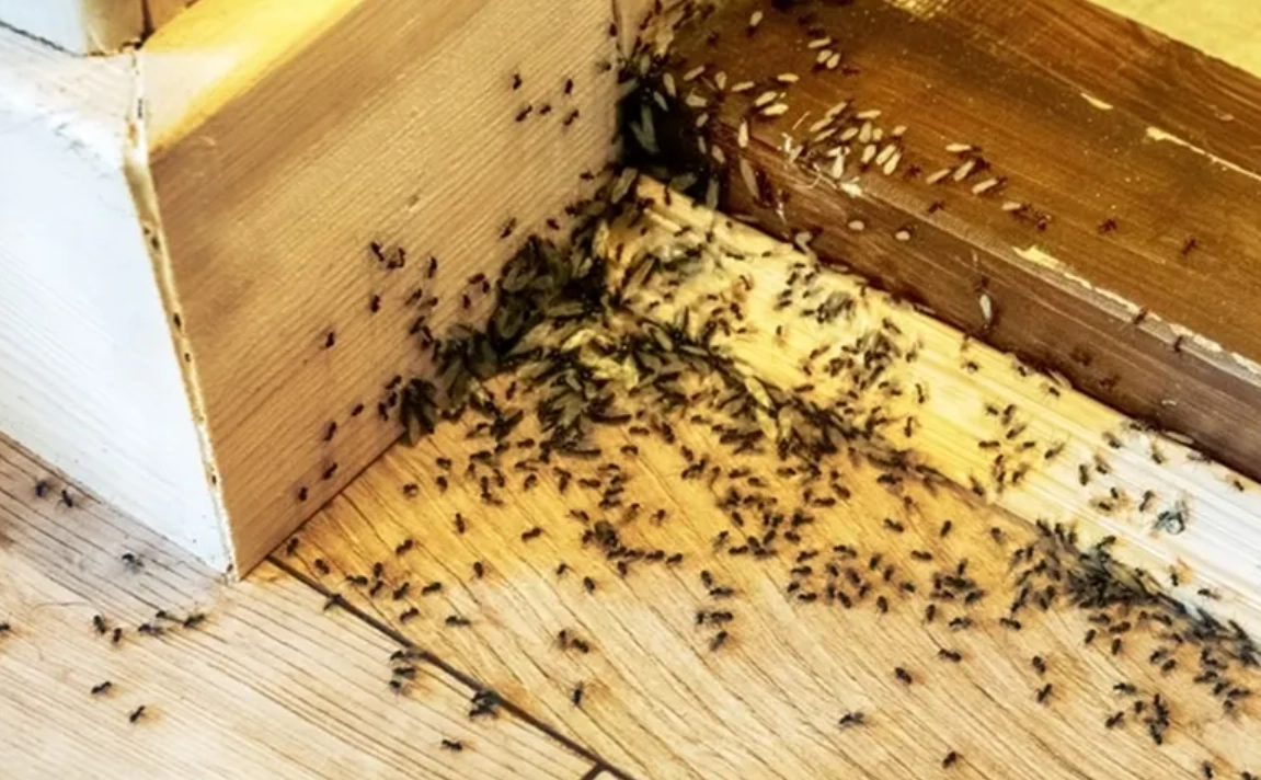 夢到很多螞蟻 夢到很多螞蟻