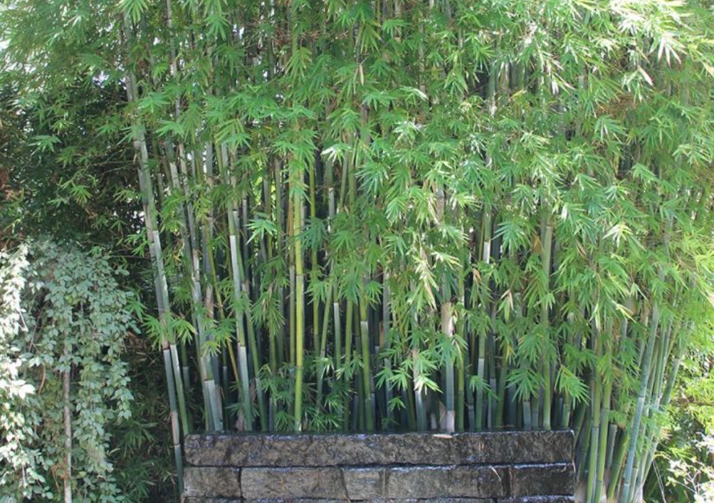 竹樹養護方法 竹樹養護方法