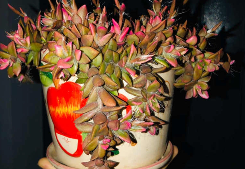 多肉植物徒長處理 多肉植物徒長處理