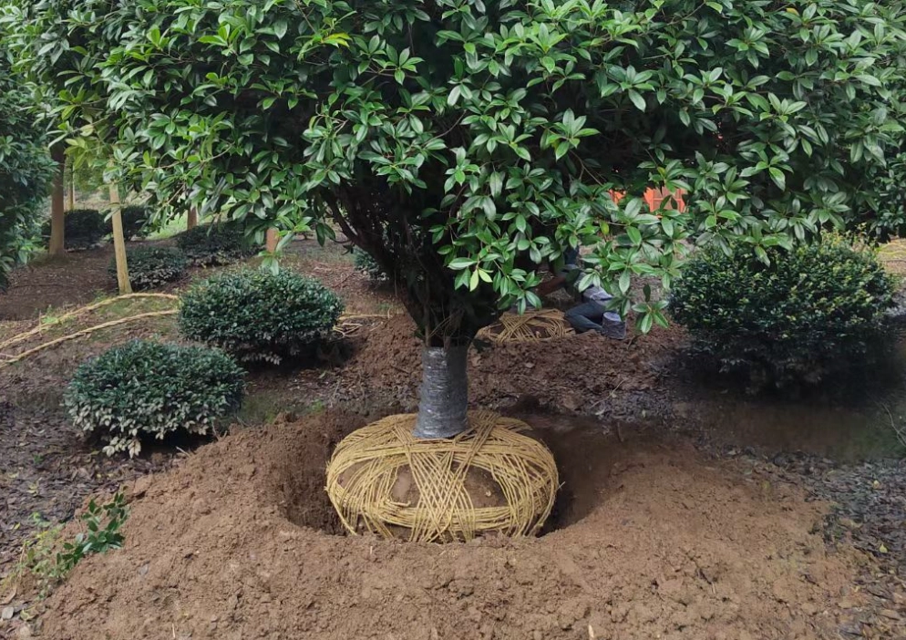 土壤酸鹼值調整