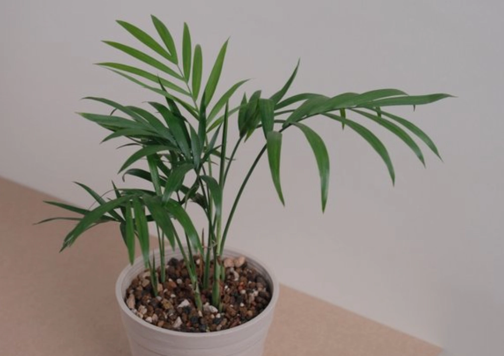 袖珍椰子 廁所 袖珍椰子 廁所