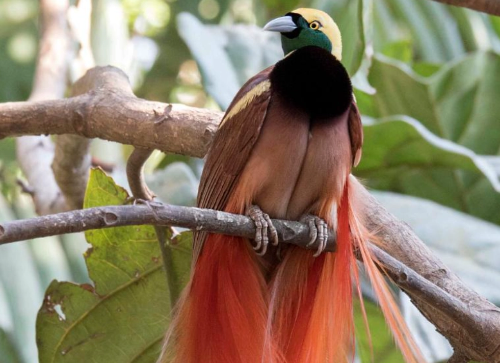 巴布亞新幾內亞旅行 巴布亞新幾內亞旅行