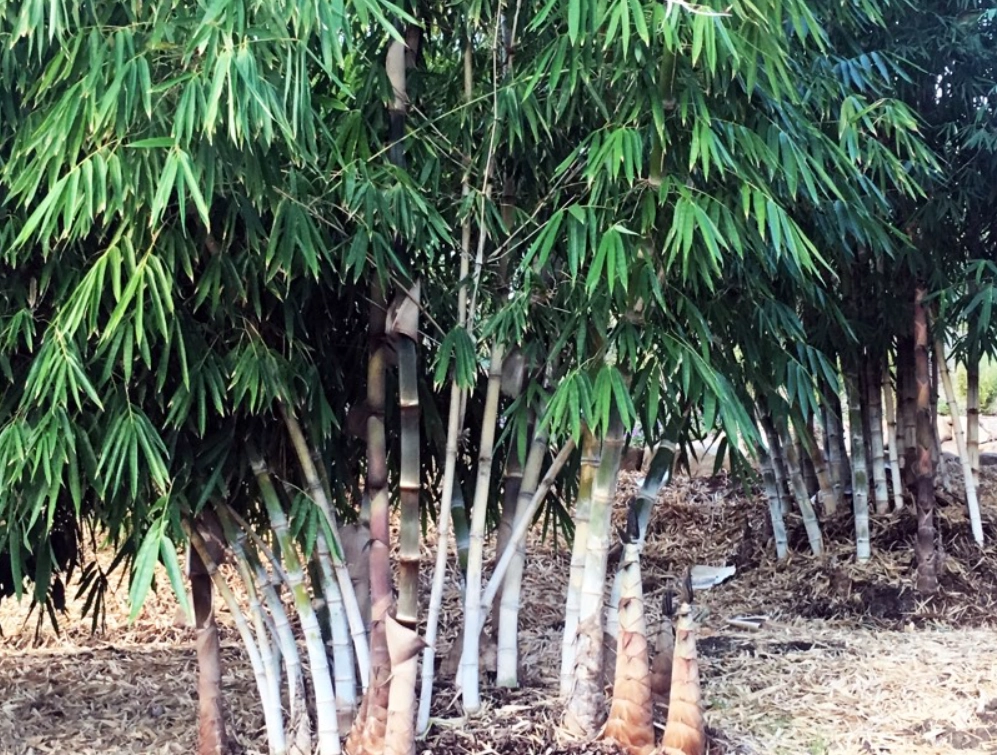 台灣竹樹品種 台灣竹樹品種