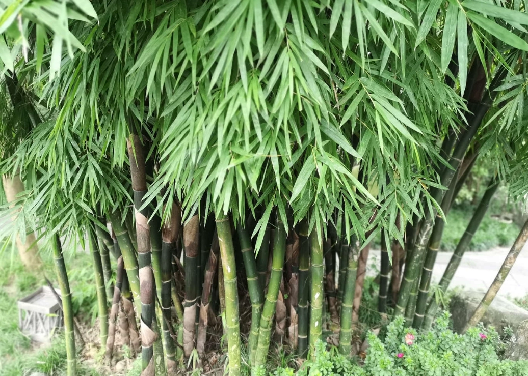 竹樹種植技巧 竹樹種植技巧