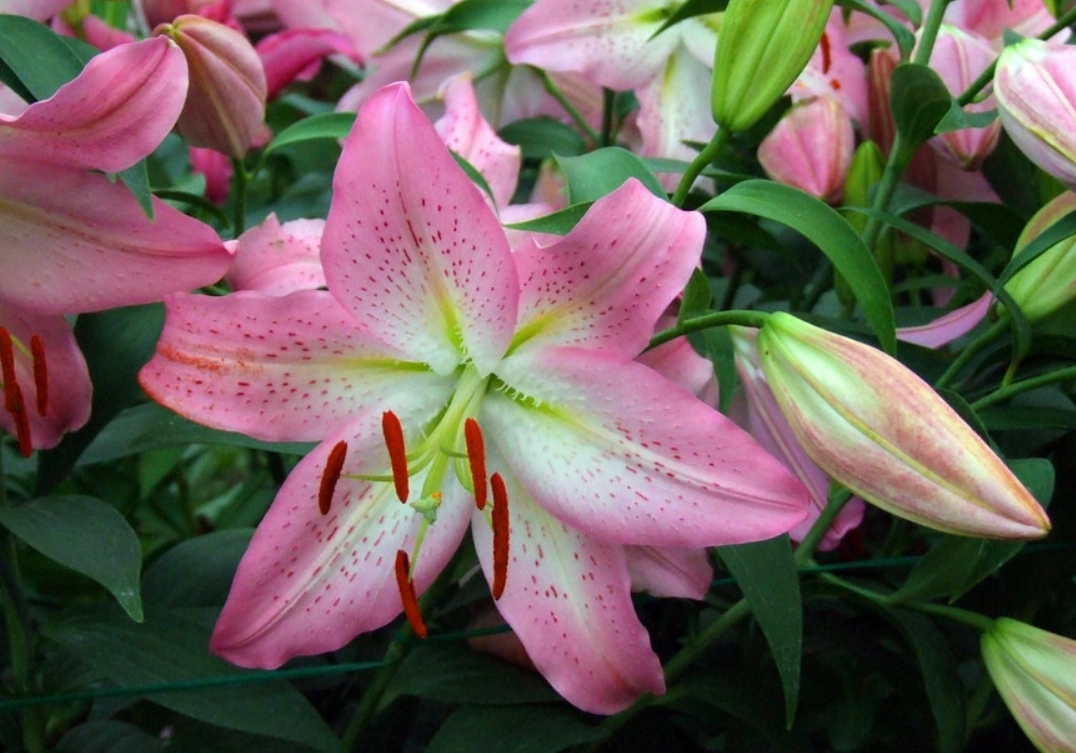 室內植物貓 室內植物貓