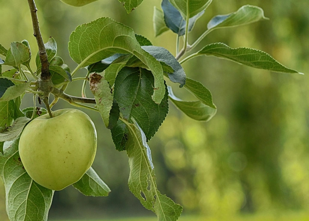 蘋果葉子照顧