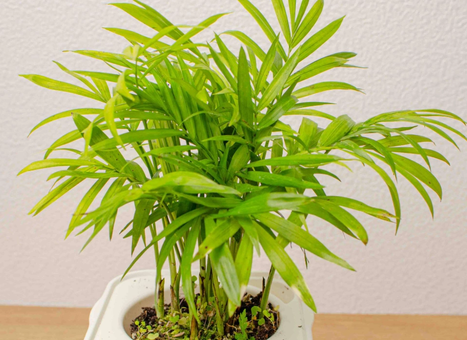 袖珍椰子 照顧 袖珍椰子 照顧