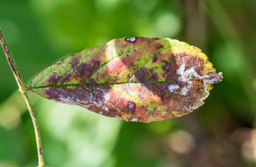 植物炭疽病 植物炭疽病