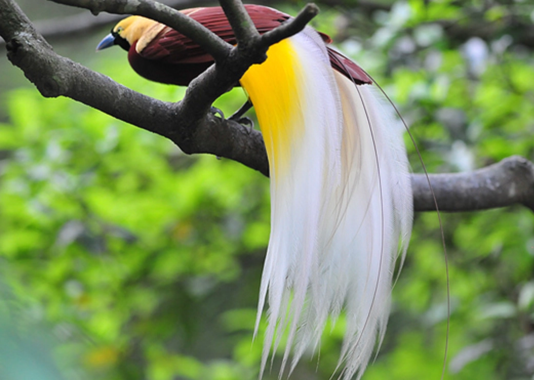 天堂鳥觀賞 天堂鳥觀賞