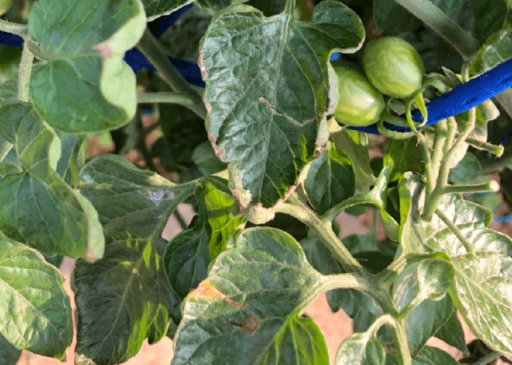 植物葉子捲起來