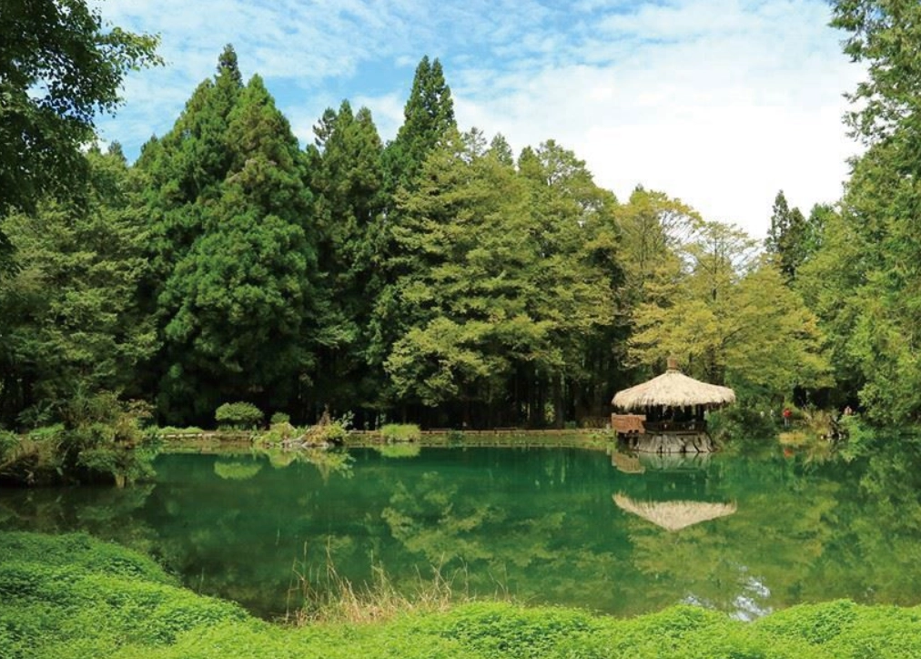 松樹日照需求 松樹日照需求