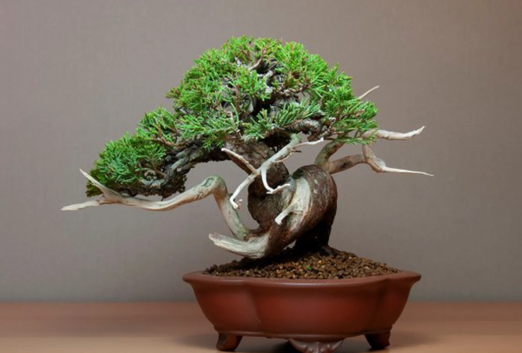 盆景養護方法 盆景養護方法