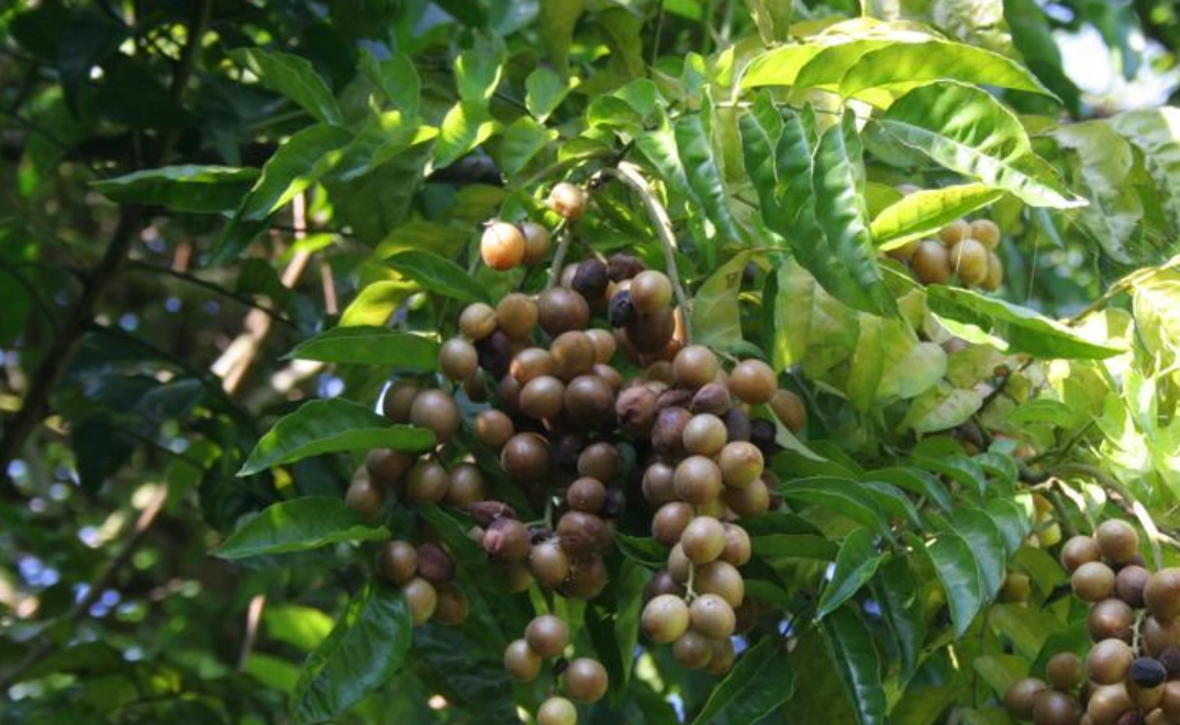 黃皮樹盆栽 黃皮樹盆栽