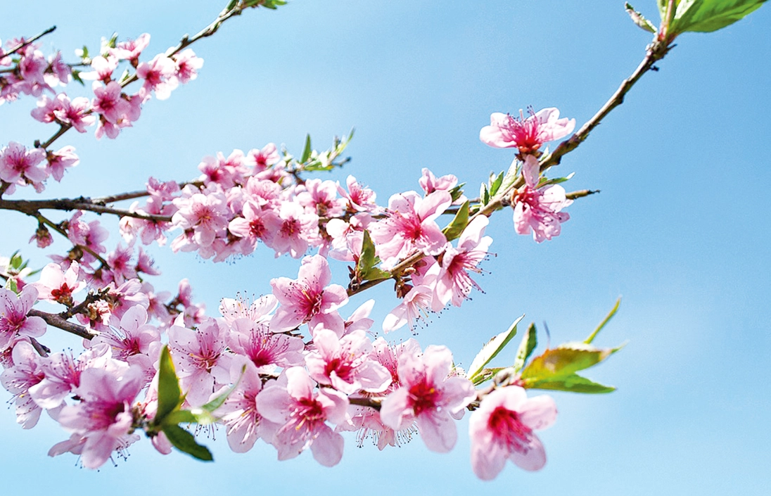 貓植物中毒症狀