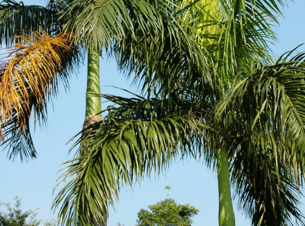 椰子樹修剪方法