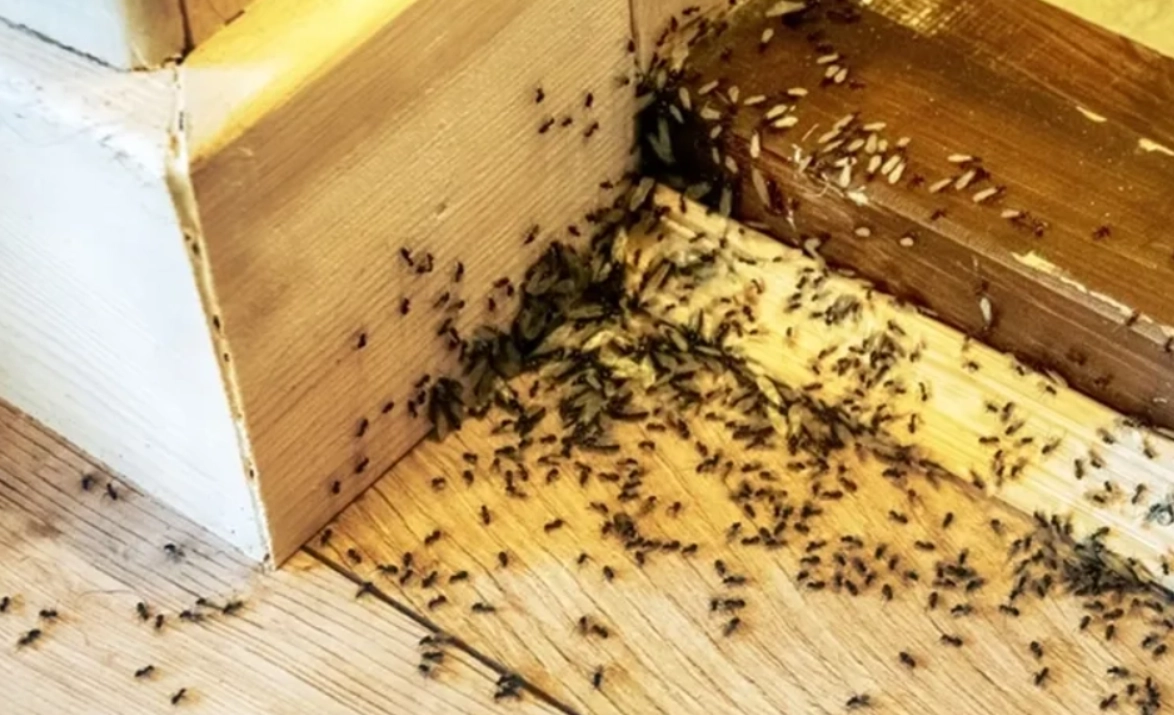 夢到螞蟻成群 意思 夢到螞蟻成群 意思