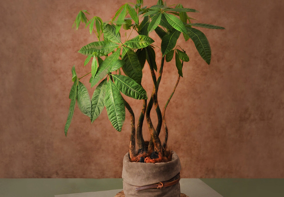 盆栽樹木推薦 盆栽樹木推薦