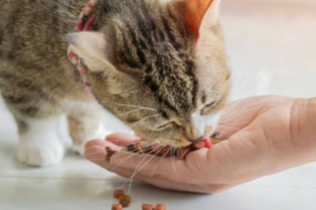貓咪飲食禁忌 貓咪飲食禁忌