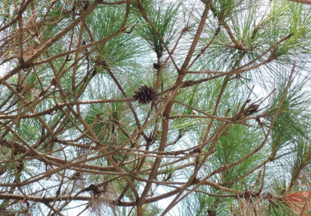 台灣二葉松 觀賞地點 台灣二葉松 觀賞地點