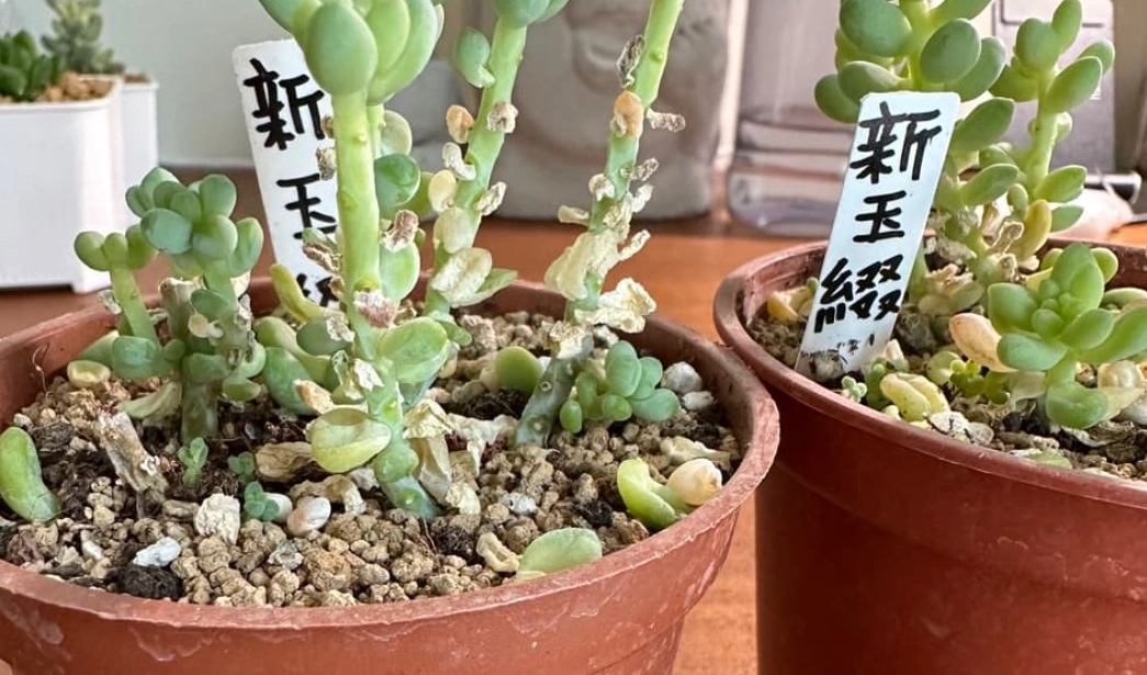 多肉葉片脫落處理 多肉葉片脫落處理