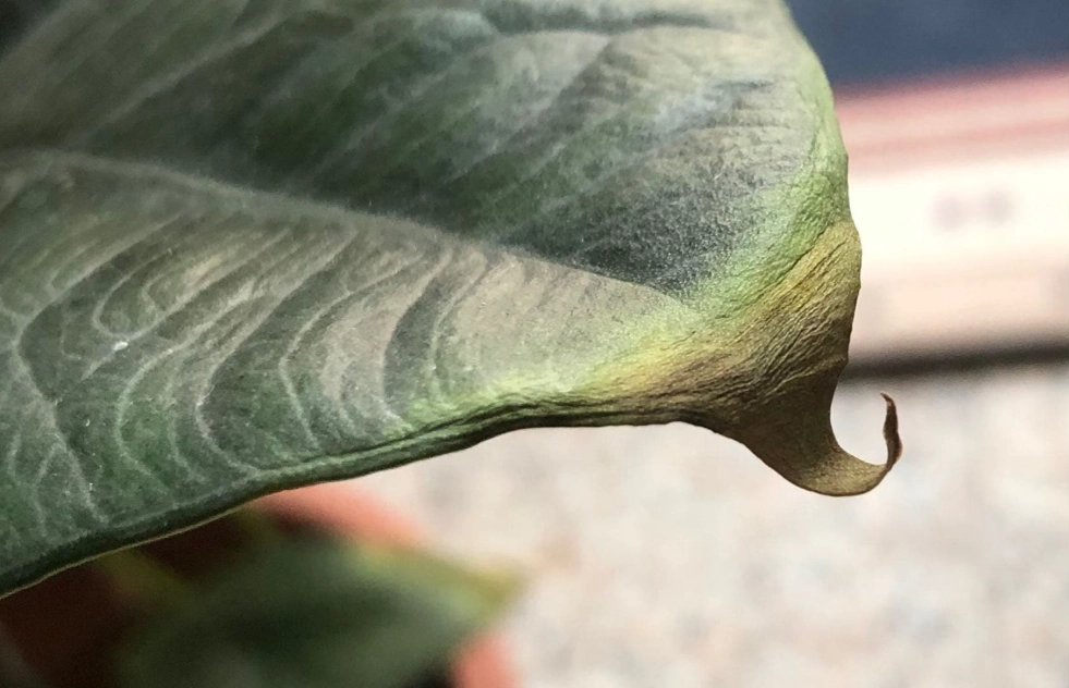 觀音蓮黃葉原因