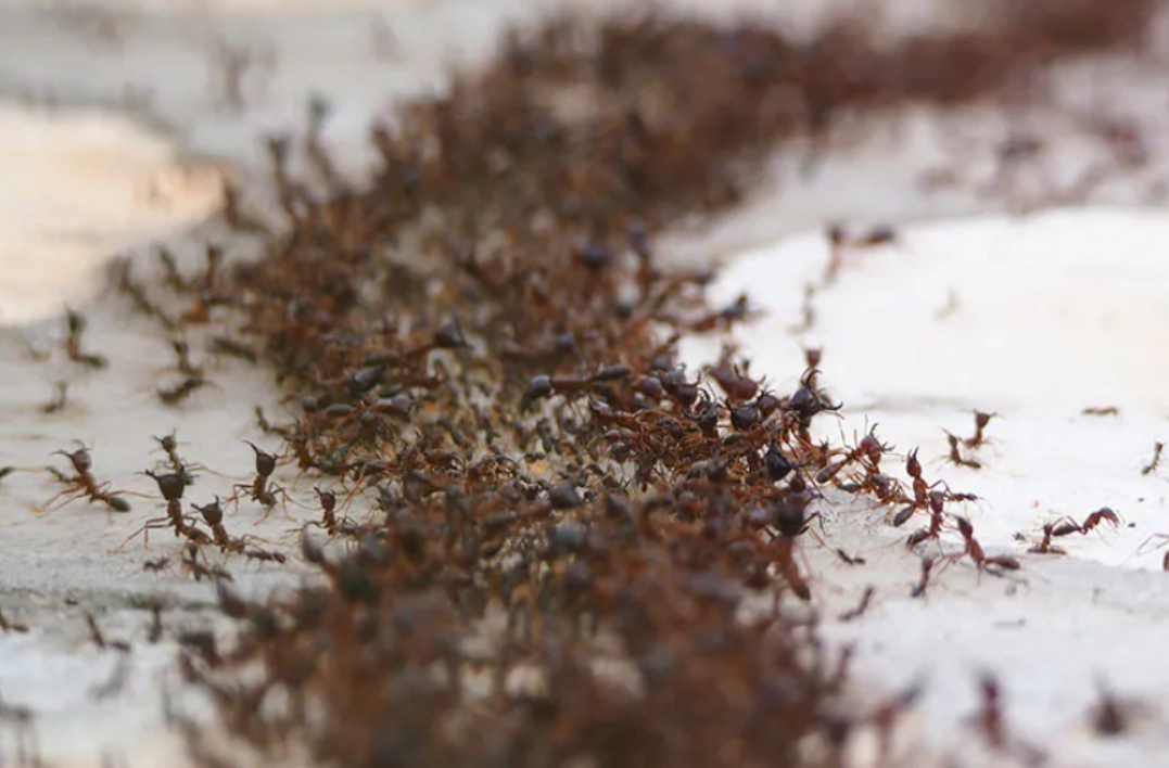 夢境解讀 台灣 夢境解讀 台灣