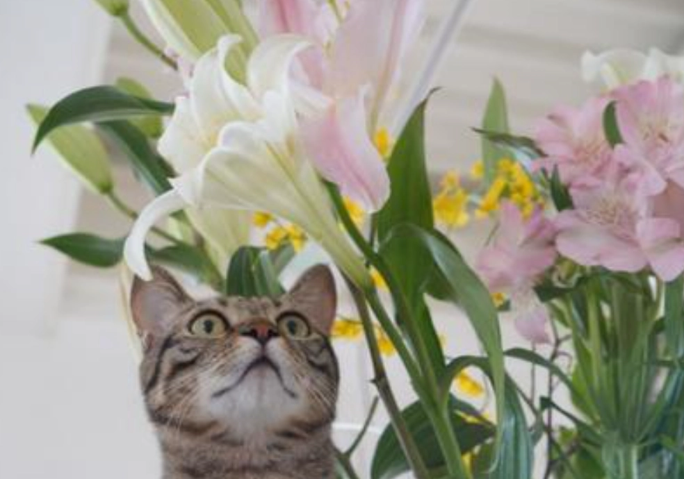 百合花貓毒