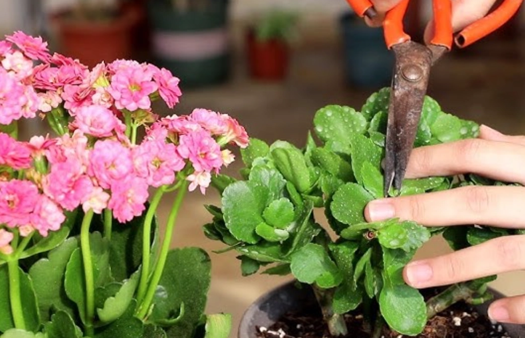 修剪花草技巧 修剪花草技巧