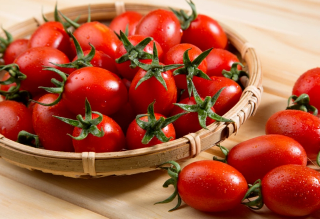 番茄品種推薦 番茄品種推薦