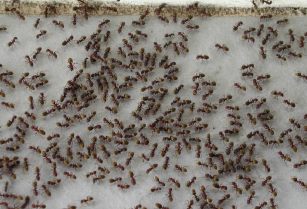 螞蟻夢境 解析 螞蟻夢境 解析