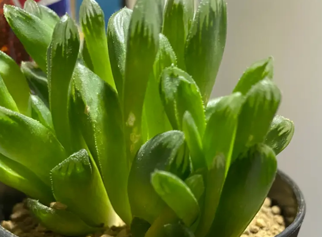 玉露徒長 玉露徒長