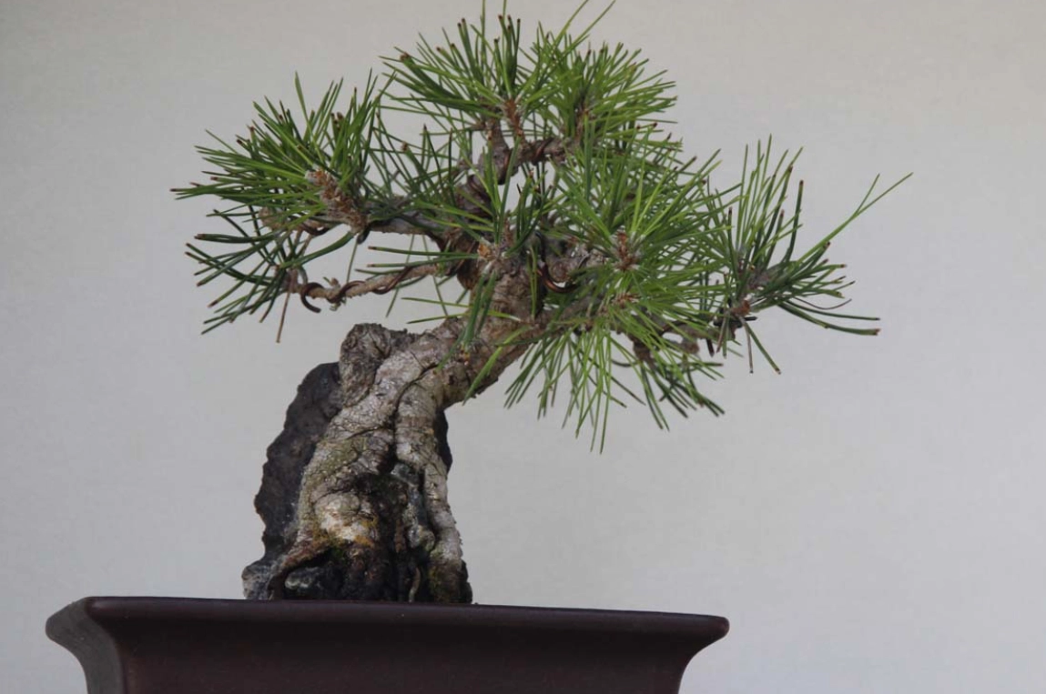 盆栽樹木推薦 盆栽樹木推薦